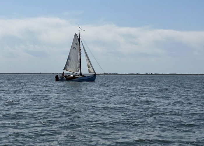 De Wilde Gans op de Waddenzee